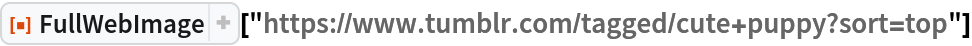 ResourceFunction[
 "FullWebImage"]["https://www.tumblr.com/tagged/cute+puppy?sort=top"]